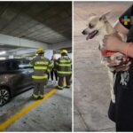 Perro abandonado en coche moviliza a Bomberos Conurbados