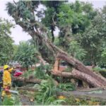 Fuerte lluvia provoca caída de árboles y cierre vial en Xalapa