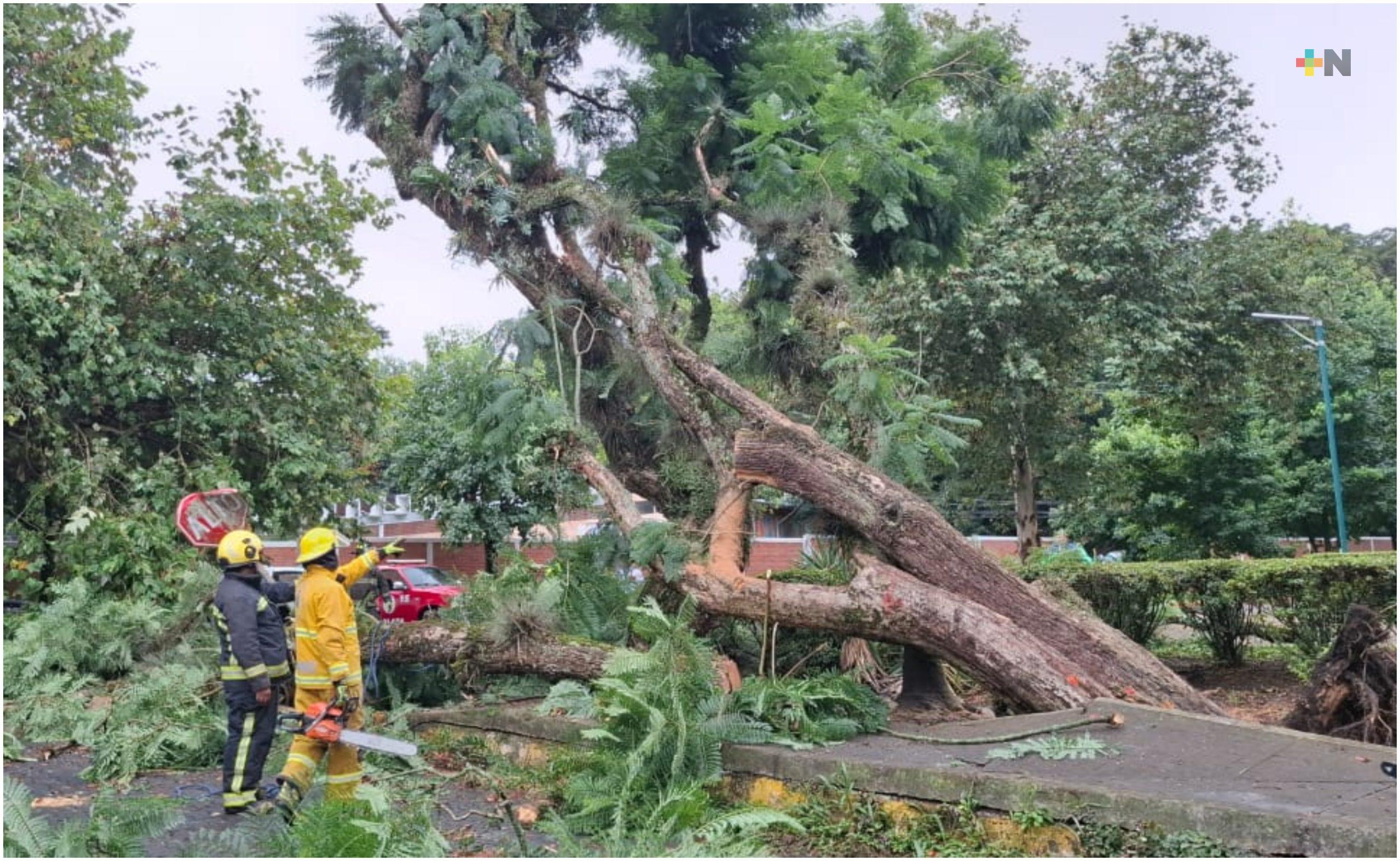 Fuerte lluvia provoca caída de árboles y cierre vial en Xalapa