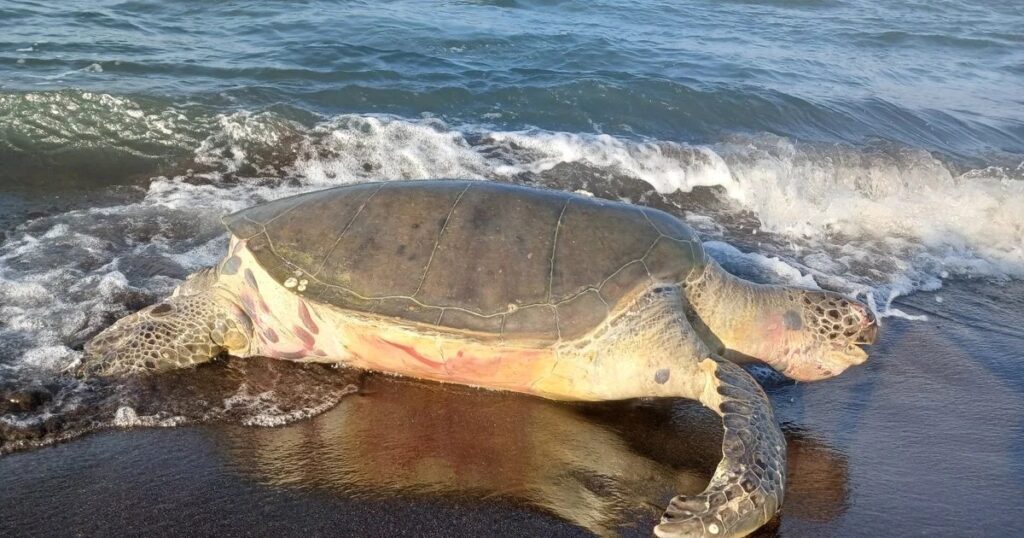 Hallan tortuga muerta en Nautla durante intento de desove
