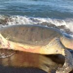 Hallan tortuga muerta en Nautla durante intento de desove