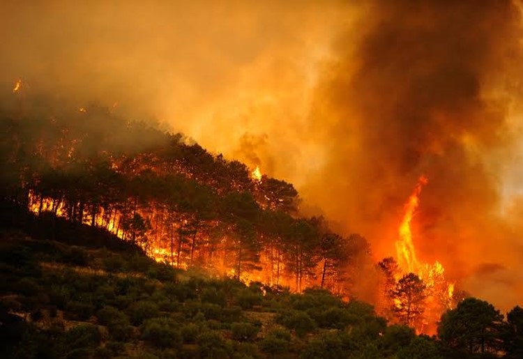INCENDIOS FORESTALES en EUROPA golpean a la POBLACIÓN, el TURISMO y la ECONOMÍA