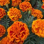 Ofertarán flor de cempasúchil en el parque Doña Falla