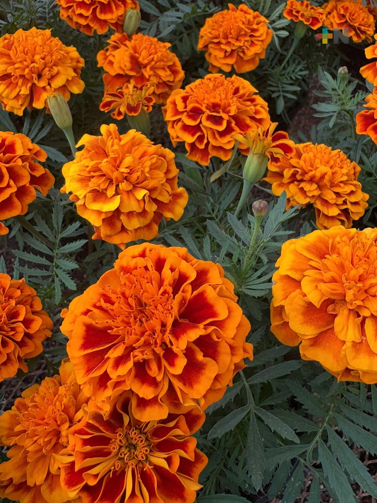 Ofertarán flor de cempasúchil en el parque Doña Falla